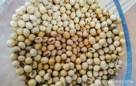 Закупляємо Сою ( ГМО не ГМО ) Чернівецька область