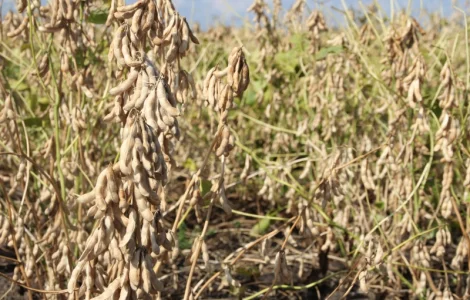 Закупляємо Сою ( ГМО не ГМО ) Рівненська область
