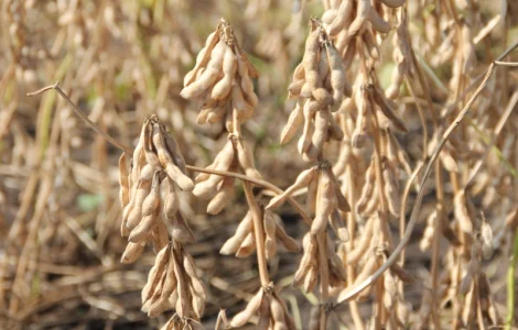 Закупляємо Сою ( ГМО не ГМО ) Вінницька область