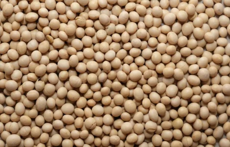 Закупляємо Сою ( ГМО не ГМО ) / Полтавська область