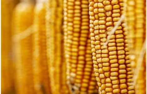 Насіння кукурудзи ЕС Юнкай - урожай 2024