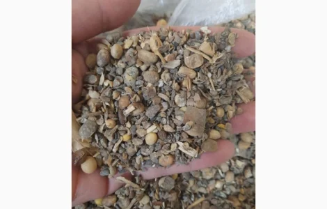 Підприємство Купує Половинки сої. Соєві відходи. Погнила