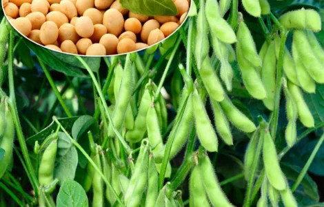 Підприємство закуповує сою від 1 тонни