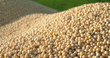 Куплю СОЮ оптом