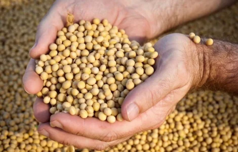 Придбаю сою оптом за вигідною ціною для переробки