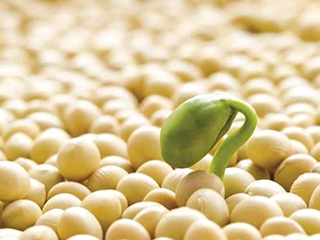 Купую сою опт з ПДВ