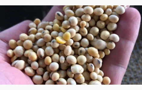 Куплю сою від 25 тонни