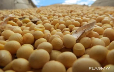 Купуємо сою з ПДВ безпосередньо у виробників