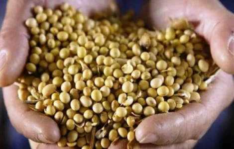 Куплю СОЮ. Самовивіз