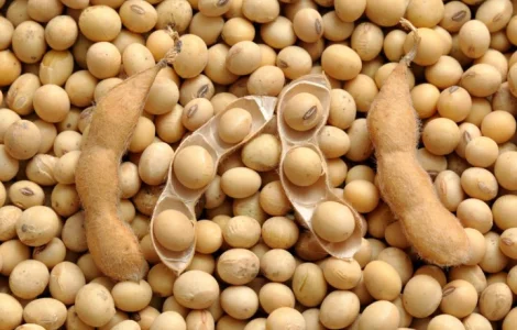 Маю покуців соі від виробників та постачальників від 20 тонн