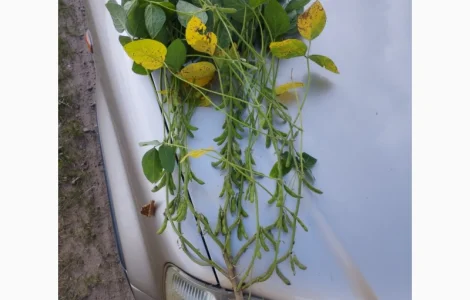 Насіння сої ГМО Олдхем