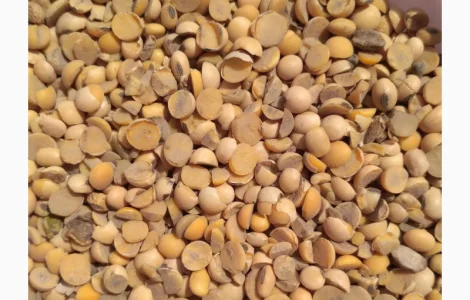 Куплю отходы сои порченую мокрую