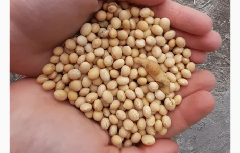 Куплю сою половинки четветинки за нал и бн вывоз с поля расчет на весах