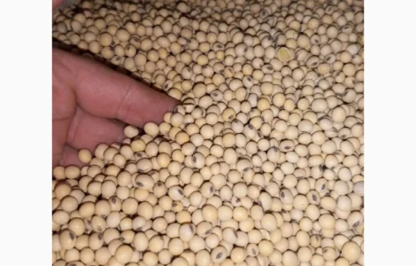 Продам Посівний Матеріал Сої (під Раундап)
