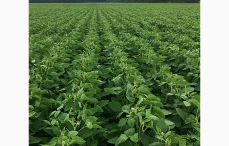 Насіння сої Арніка