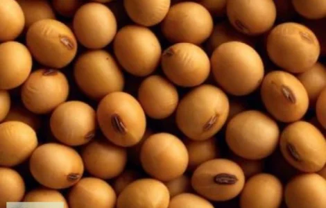 Куплю сою и отходы половынки самовывоз