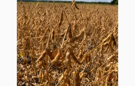 Соя Хайстар 2рр під раундап