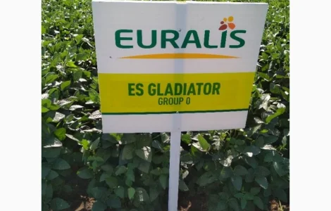 Насіння сої. соя ультра