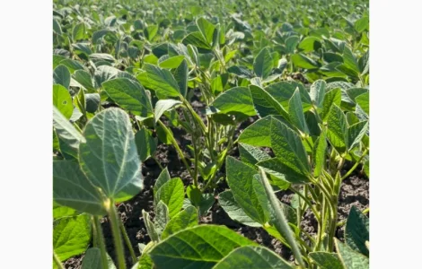 Соя Канзас 90днів під раундап