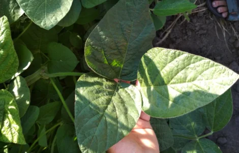 Соя Хайстар Histar RR, 105 дней, США