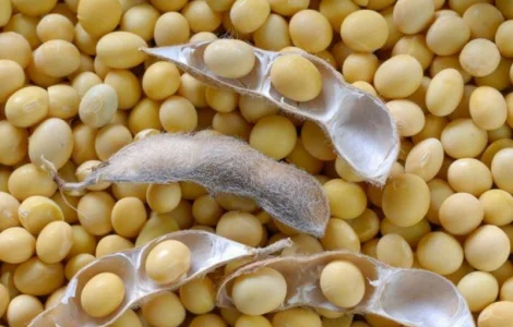 Соя семена Моравия, Богемианс, Максус, Гримо, Аполло, Конор, Алигатор, ЕС Ментор