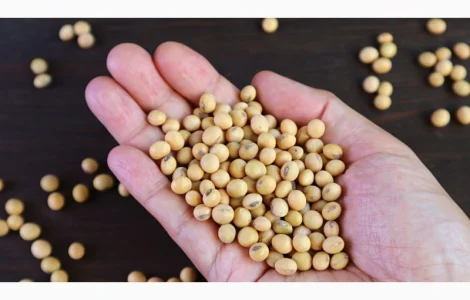 Семена сои сорта Максус на продажу