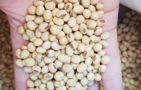 Семена сої Ультра від Monsanto