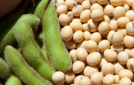 Семена сои сорта Хардин в продаже