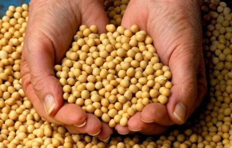 Семена сои NK08-V9E3 для высокого урожая