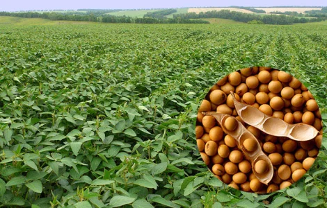 Куплю сою с высоким содержанием протеина