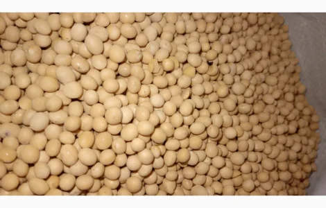 Продается соя Махоні - сорт ультраранний