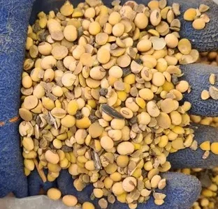 Закупаем половинки сои