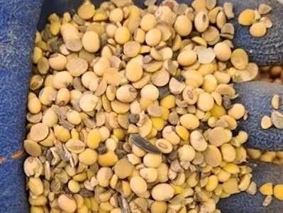 Куплю сою (половинки)