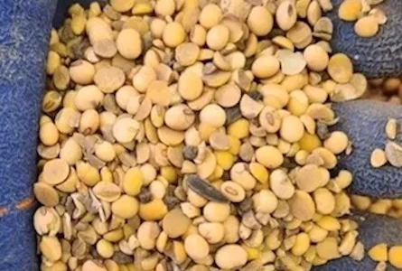 Купую половинки сої