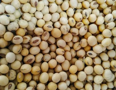 Куплю половинки сої. Куплю сою. Самовивіз