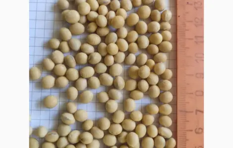 Продам посевной материал сои сорт P03T68R2 (продам)