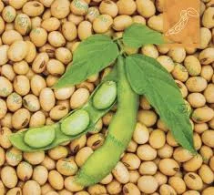 Купуємо сою, відходи – самовивіз у м. Кременчук