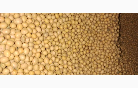 Насіння сої Піонер Т 2023 - висока врожайність