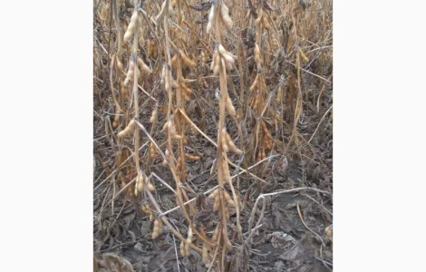 Семена сои, устойчивые к Раундапу