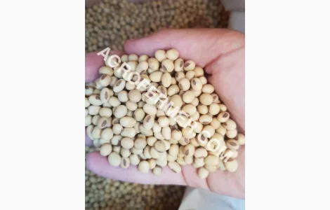 Семена сои ABEE - Канадский трансгенный сорт