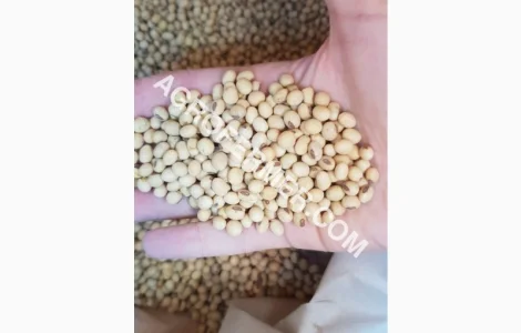 Семена сои DREM - трансгенный сорт, устойчивый к глифосату