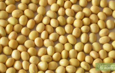 Закупаем сою оптом