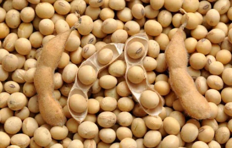 Купуємо сою ГМО та не ГМО оптом