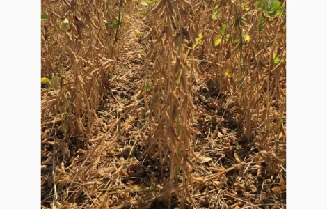 Куплю сою оптом