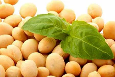 Продам сою ГМО 600 т, Черкаська обл