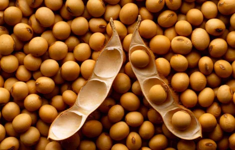 Купую сою оптом ГМО та не ГМО