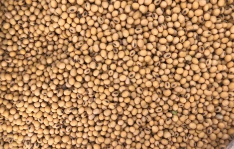 Насіння ранньої сої на продаж