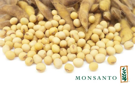 Соя устойчивая к раундапу – продажа семян