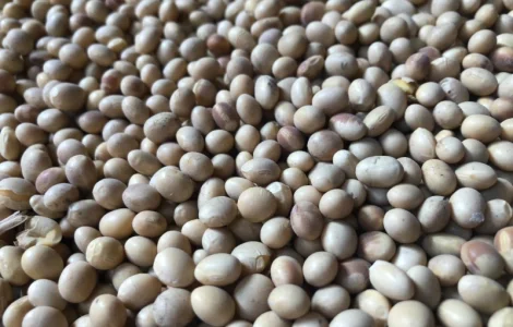 Продажа сои объемом 1000 тонн