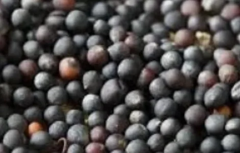 Куплю СОЮ с места по западной Украіне ф.2
